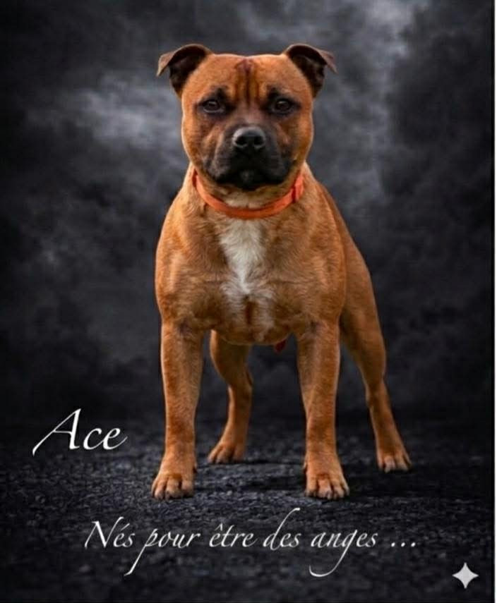 Ace nes pour être des anges