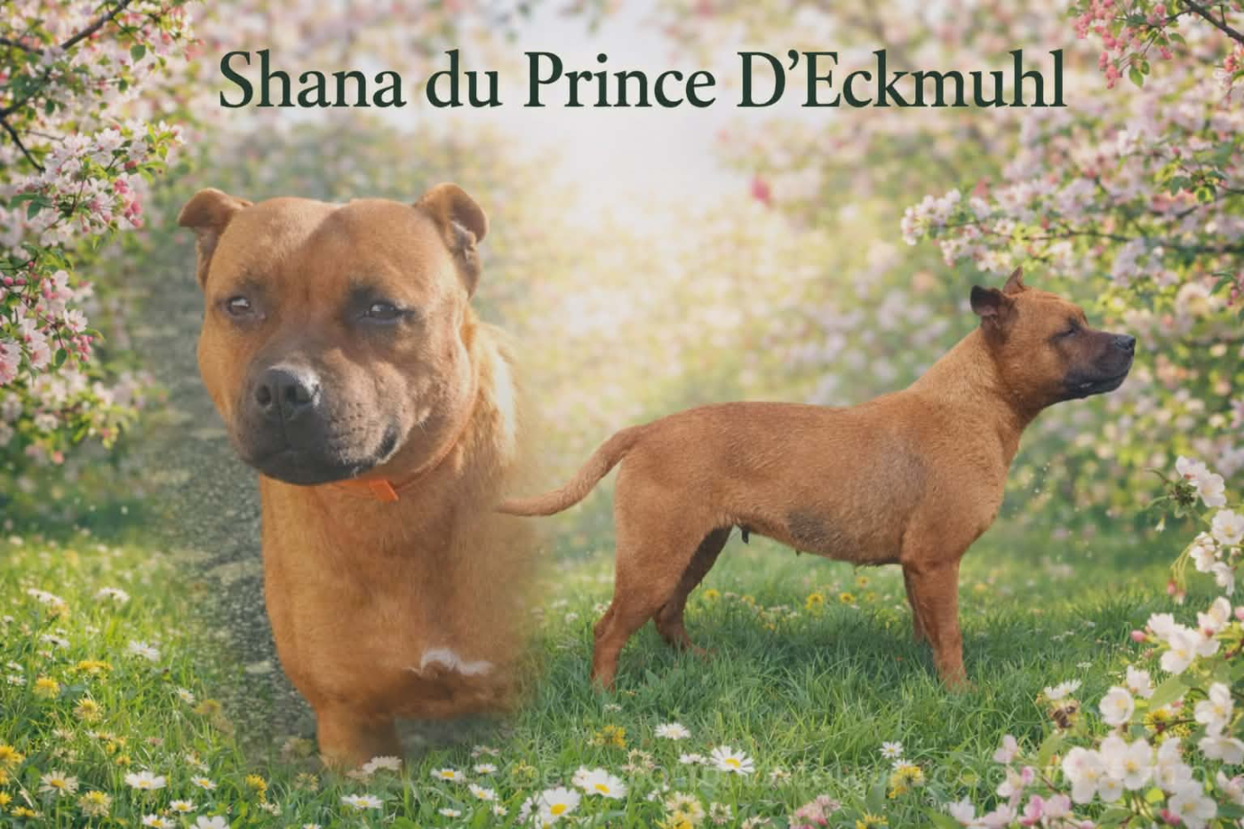 Shana Du Prince D'Eckmuhl