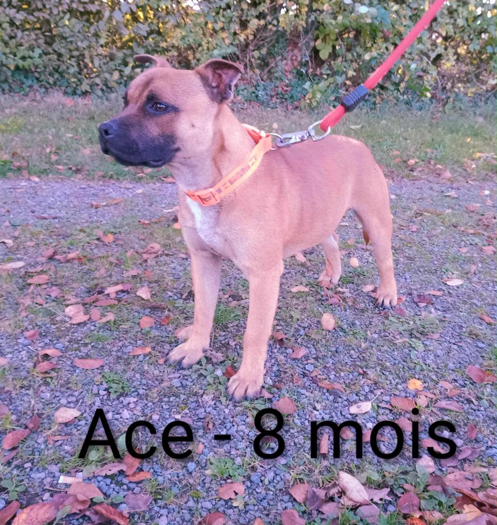 Ace nes pour être des anges