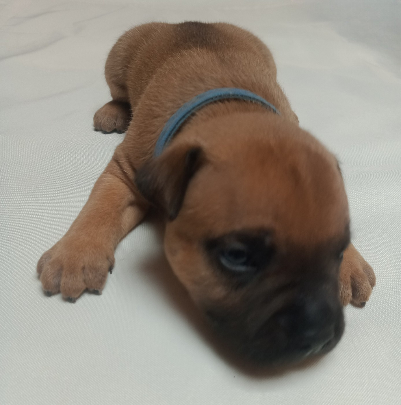 Du Prince D'Eckmuhl - Chiots disponibles - Staffordshire Bull Terrier