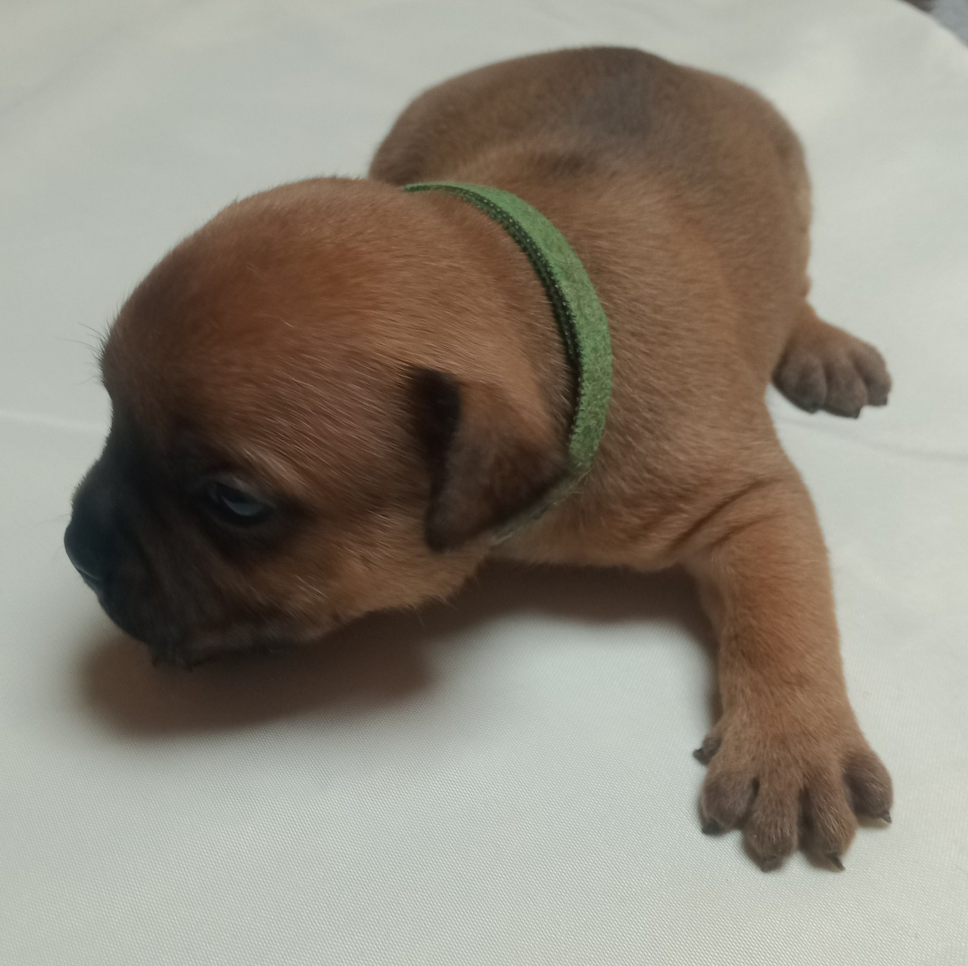 Du Prince D'Eckmuhl - Chiots disponibles - Staffordshire Bull Terrier