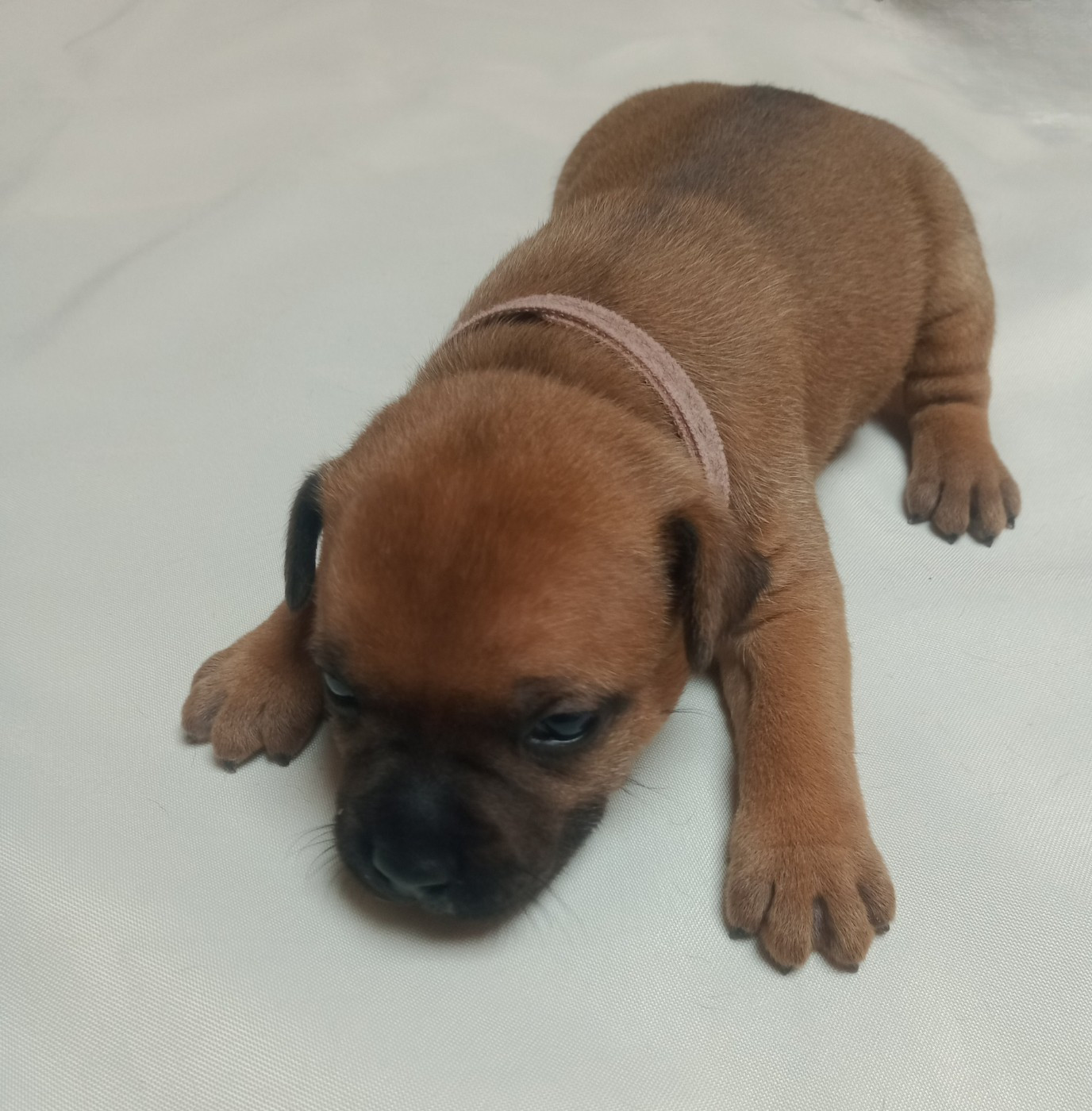 Du Prince D'Eckmuhl - Chiots disponibles - Staffordshire Bull Terrier