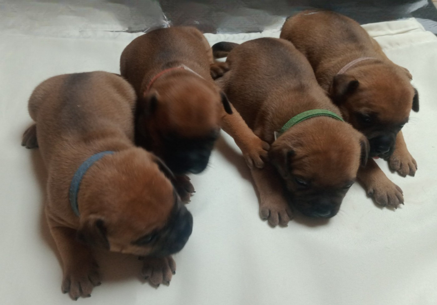 Chiot Staffordshire Bull Terrier Du Prince D'Eckmuhl