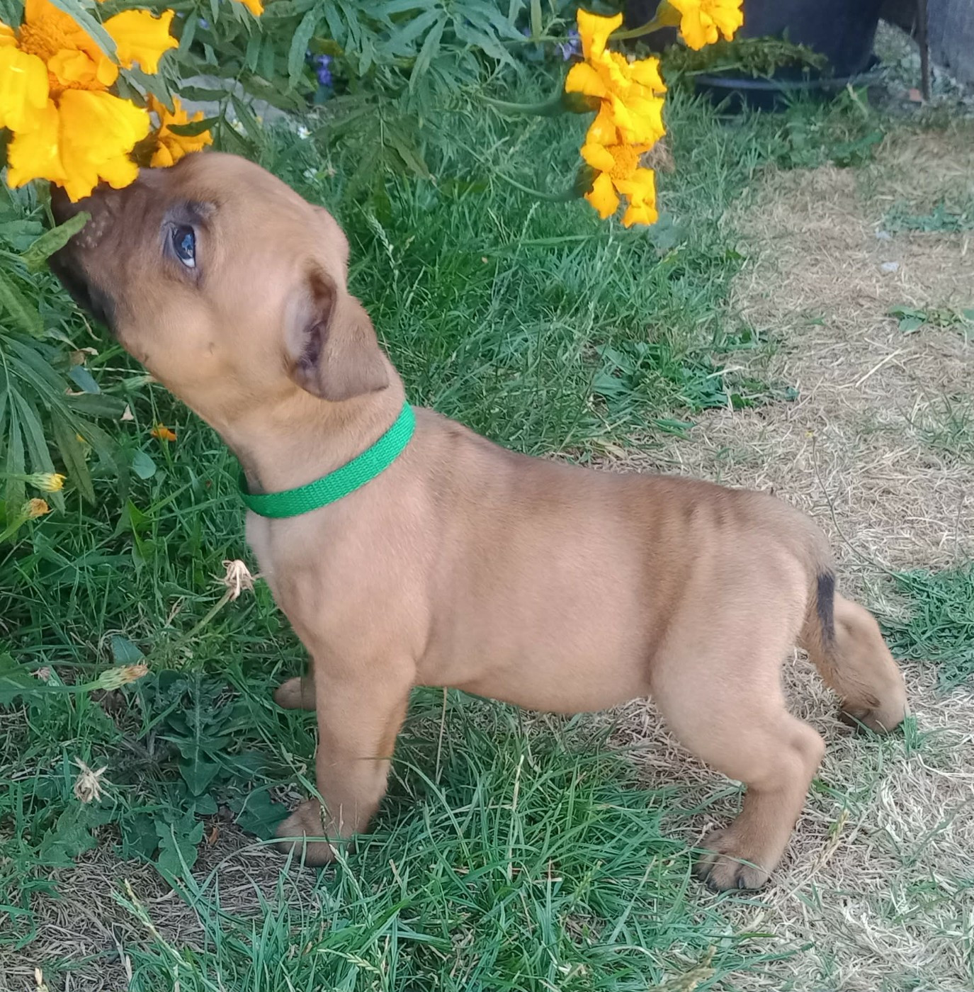 Du Prince D'Eckmuhl - Chiots disponibles - Staffordshire Bull Terrier