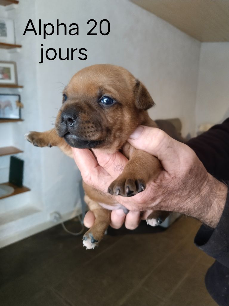 Du Prince D'Eckmuhl - Chiots disponibles - Staffordshire Bull Terrier